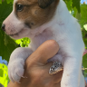 BAYA - Femelle